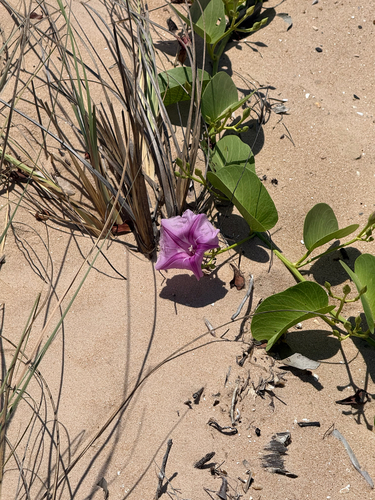 Ipomoea pes-caprae observed 2026-10-30