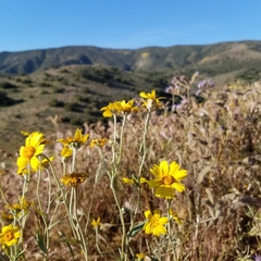 Monolopia lanceolata