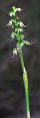Genoplesium despectans