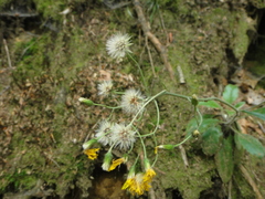 Hieracium transylvanicum