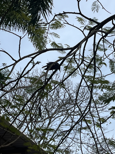 Pied Currawong