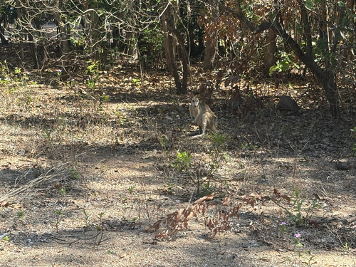 Macropus agilis observed 2026-10-27