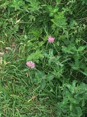 Trifolium pratense