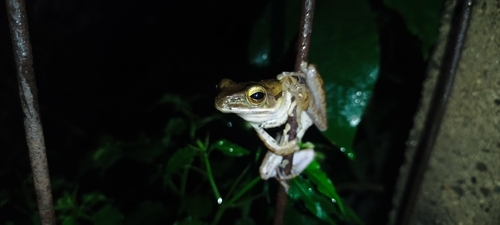 Polypedates leucomystax observed 2026-10-29