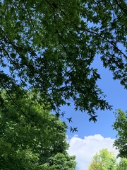 Quercus phellos