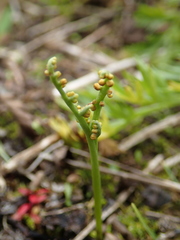 Botrychium paradoxum