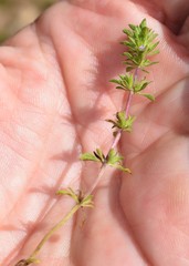 Pogogyne serpylloides