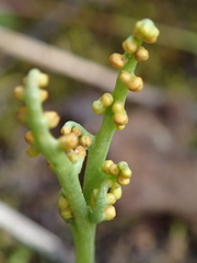 Botrychium paradoxum