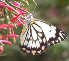 Belenois java teutonia