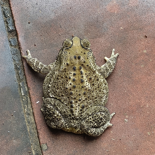 Duttaphrynus melanostictus observed 2026-10-30