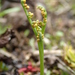 Peculiar Moonwort - Photo (c) Ryan Durand, some rights reserved (CC BY-NC), uploaded by Ryan Durand
