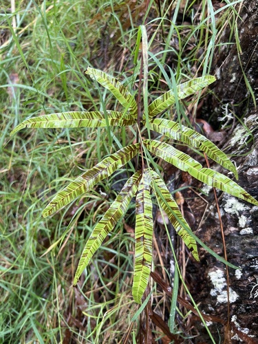 Pteris cretica observed 2026-10-29