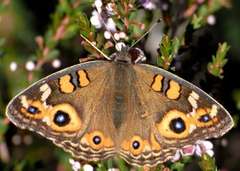 Junonia villida calybe