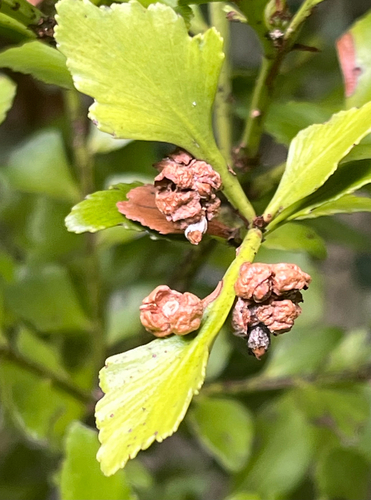 Phyllocladus trichomanoides observed 2026-10-30