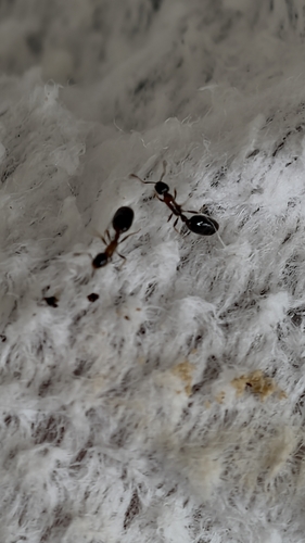 Monomorium floricola observed 2026-10-30