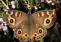 Junonia villida calybe