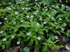 Pseudostellaria europaea