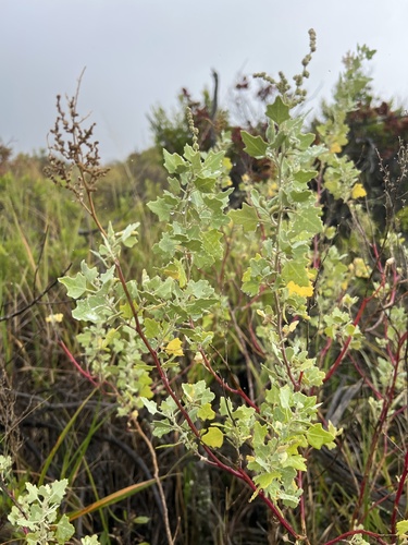 Chenopodium oahuense observed 2026-10-29