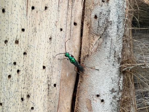 Ampulex compressa observed 2026-10-29