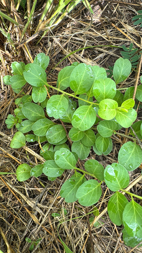 Jacquemontia sandwicensis observed 2026-10-29