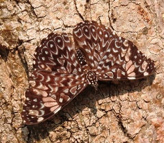 Hamadryas amphinome mazai