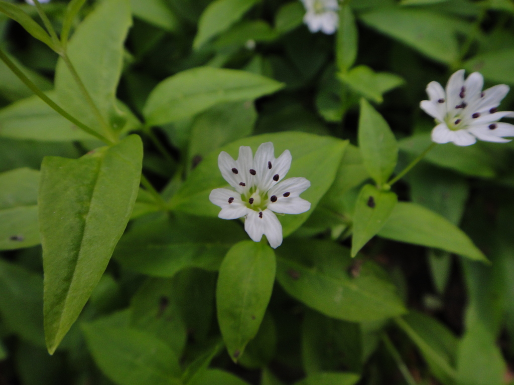 European False Stitchwort