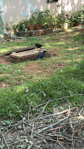 Corvus observed 2026-10-30