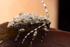 Aegomorphus clavipes