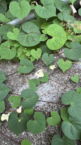 Ipomoea obscura observed 2026-10-27