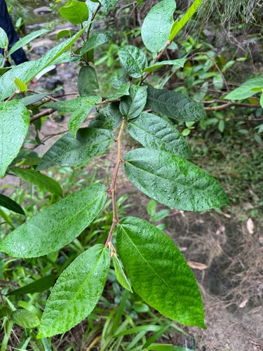 Ficus observed 2026-10-30
