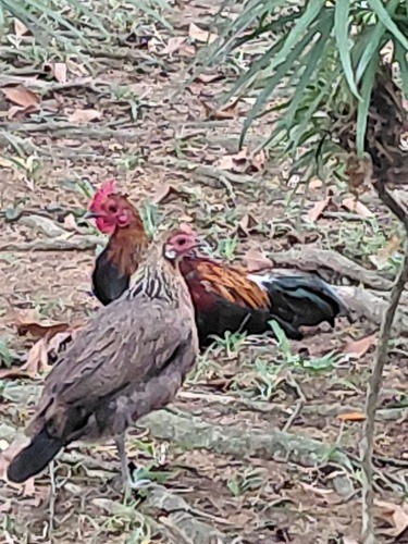 Gallus gallus observed 2026-10-30