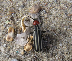 Epicauta erythrocephala