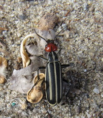 Epicauta erythrocephala