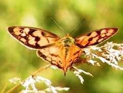 Heteronympha penelope penelope