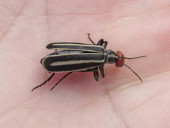 Epicauta erythrocephala