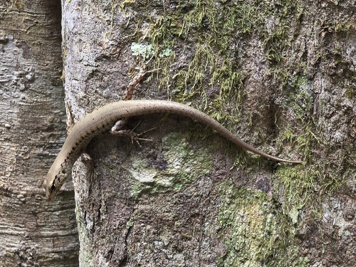 Sphenomorphus observed 2026-10-30