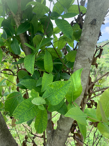 Syzygium observed 2026-10-29