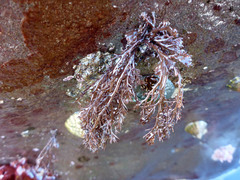 Odonthalia