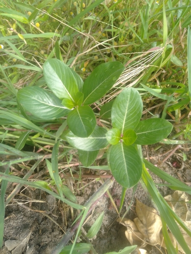 Catharanthus roseus observed 2026-10-30
