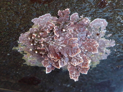 Serraticardia