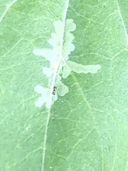 Calycomyza platyptera