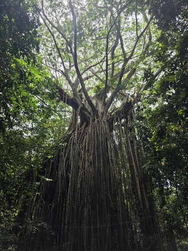 Ficus observed 2026-10-30