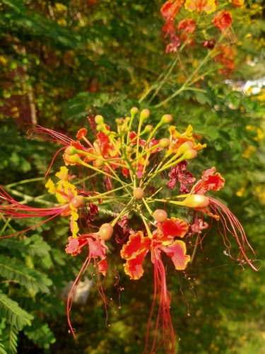 Caesalpinia observed 2026-10-30