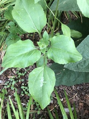 Calycomyza platyptera