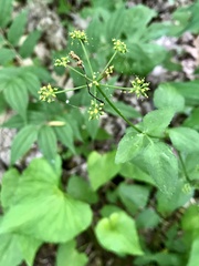 Taenidia integerrima