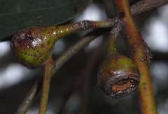 Eucalyptus leucoxylon connata