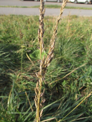 Lolium arundinaceum observed 2026-10-29