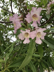 × chitalpa tashkentensis
