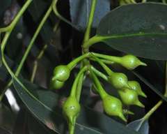 Eucalyptus leucoxylon connata