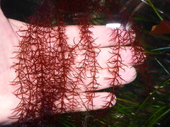 Gloiosiphonia verticillaris